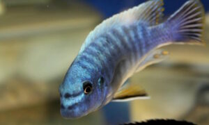 Labeotropheus fuelleborni 'Maingano Island'